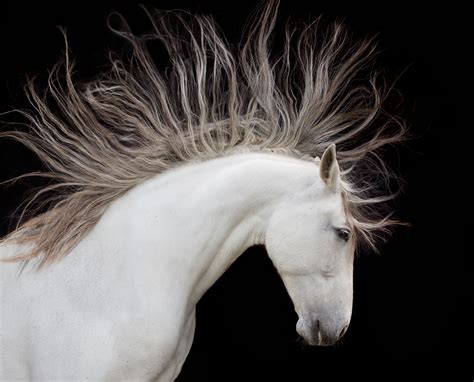 Spirit Horse Art Wolfe