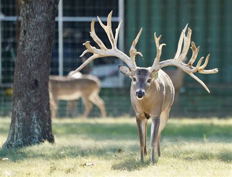 M3 Whitetails Bred Does For Sale Deer Breeder In Texas Whitetail Deer For Sale