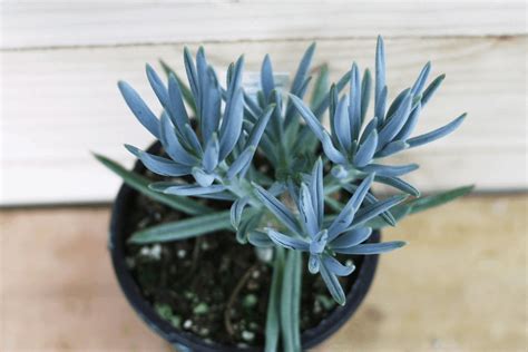 When growing indoors, provide the plant at least 4 hours of direct sunlight. 44 Types of Succulents with Pictures | Succulent Plants ...