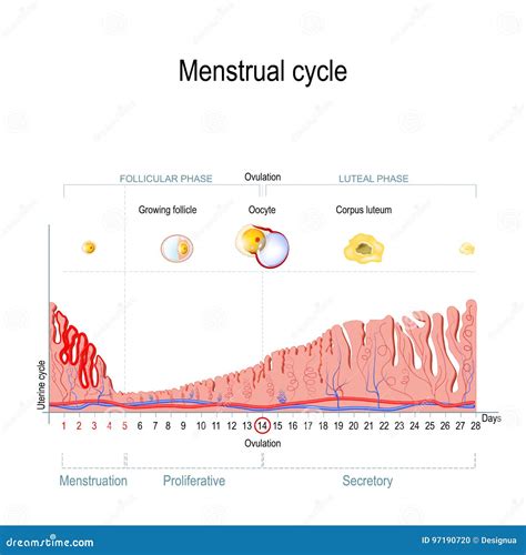 Cycle Menstruel Illustration De Vecteur Illustration Du Hormone 97190720