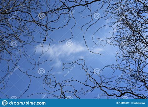 Graceful Winding Branches Against A Blue Sky Stock Image Image Of