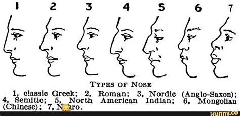 2 3 4 6 7 Types Of Nose 1 Classic Greek 2 Roman 3 Nordic Anglo