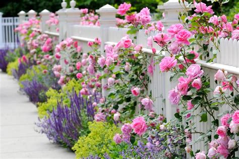Jasmine is perfect for balconies, patios, trellises and fences. Plants for Privacy | HGTV