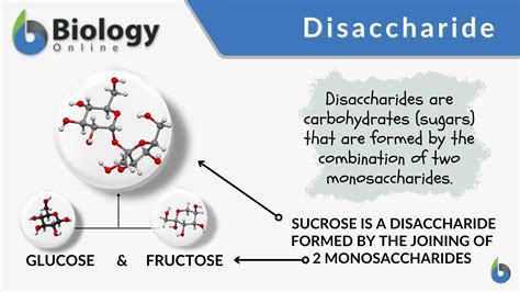 Disaccharide Definition And Examples Biology Online Dictionary
