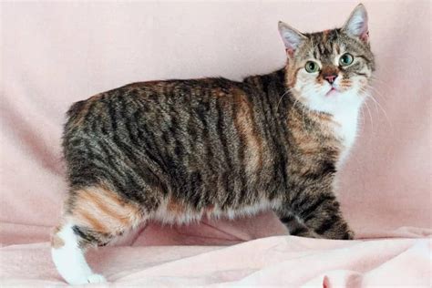 Breediscovering The Charm Of The Manx Cat Breed More Than Just A Tail