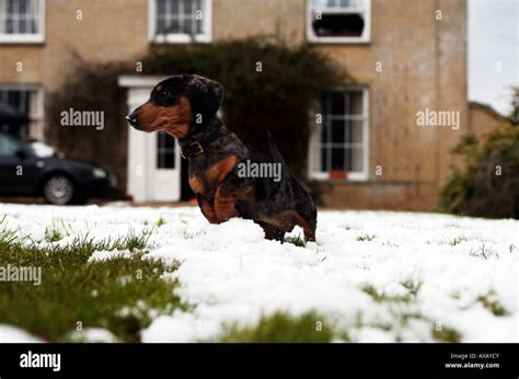 Miniature Dachshund Sausage Dog Puppy Playing In The Snow With
