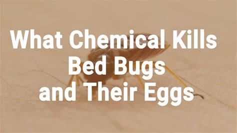 What Chemical Kills Bed Bugs And Their Eggs Faster Method Kill Bed