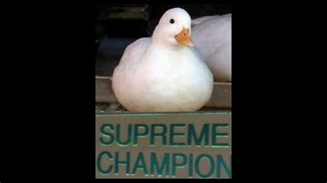 Theme For Supreme Champion Duck Youtube