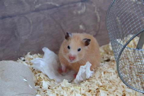 Why Do Hamsters Fight And How To Keep Yours From Doing That