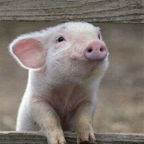 Pin By Rachel On Farm Life Cute Pigs Baby Pigs Pet Pigs