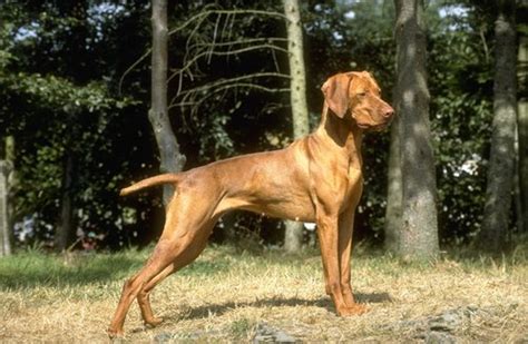 The slightly domed skull is lean and muscular and wide between the ears with a medial line going down the. Vizsla Pictures