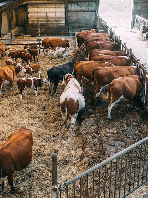 Cows In A Large Pen Barn by Photographer Christian B | Cattle barn
