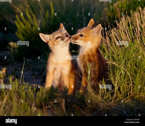 Two Swift Fox Vulpes Velox Kits Pawnee National Grassland Colorado
