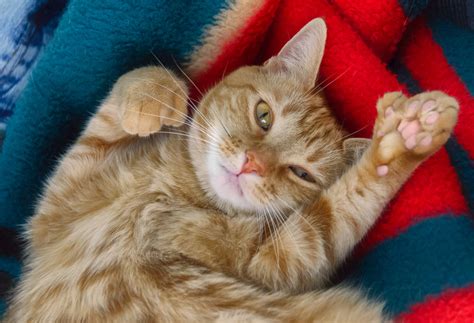 So i googled, and quickly came across the rather reliable scientific american article: The Science Behind Polydactyl Multi-Toed Cats