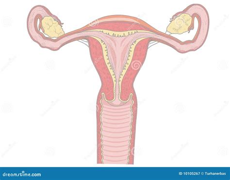 Anatomy Of Ovarian Cycle Royalty Free Illustration Cartoondealer Com