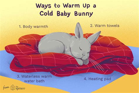 How To Warm Up A Cold Baby Bunny