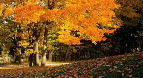 Free Download Autumn Forest Large 2500x1711 For Your Desktop Mobile