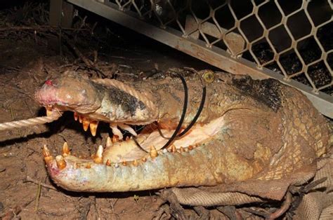 No Mar Profundo Crocodilo banguela de 4 1 m dá trabalho ao ser