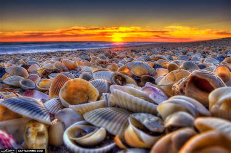 Seashells At Beach During Sunrise Hutchinson Island Florida