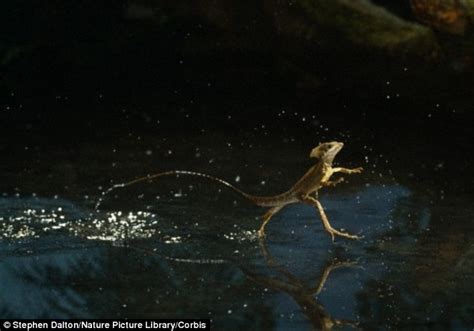 Jesus Lizard First Walked On Water 48million Years Ago In The Tropics
