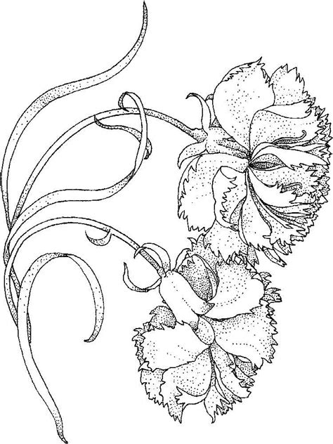 Maybe you would like to learn more about one of these? Carnation flower coloring pages. Download and print ...