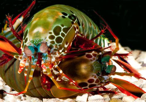 Reproduction Mantis Shrimp Resource