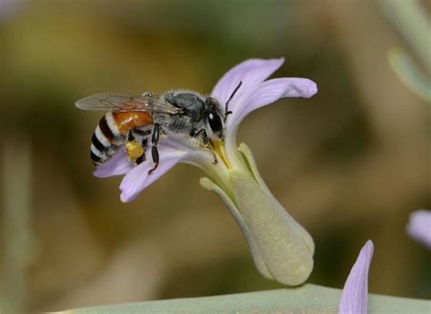 Different Types Of Honey Bees Species And Characteristics