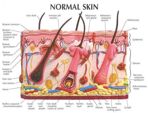 Normal skin anatomical structure | Skin anatomy, Skin model