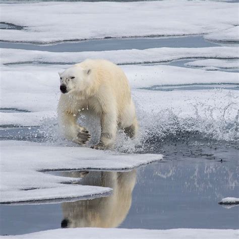Polar Bears Could Survive Arctic Ice Melt