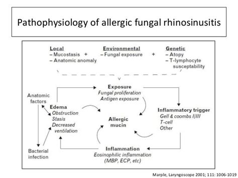 Allergic Fungal Rhinosinusitis