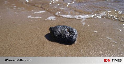 Tiap garis digunakan berdasarkan peraturan tertentu. Jenis Jenis Ambergris - Dikira Pelampung Nelayan Indonesia ...
