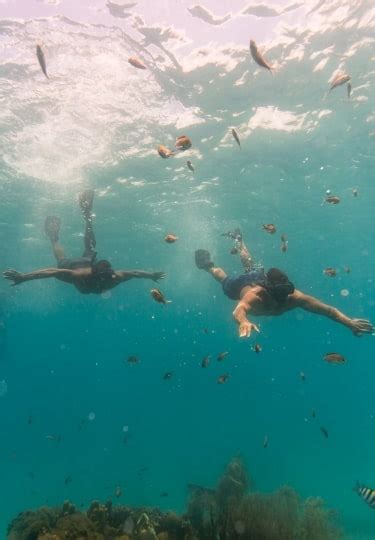 best places to go snorkeling in barbados celebrity cruises