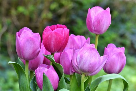 튤립 꽃다발 꽃 봄 Pixabay의 무료 사진