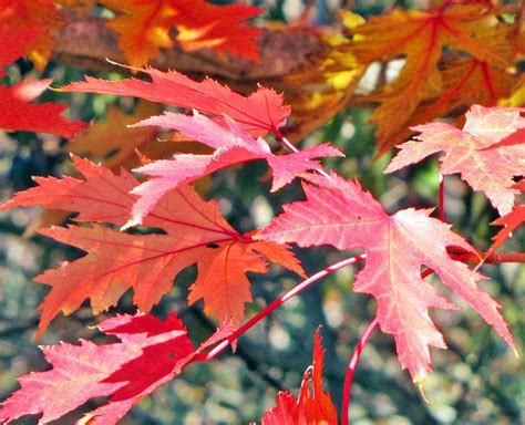 Drummond's maple (Acer rubrum var. drummondii) - Garden.org