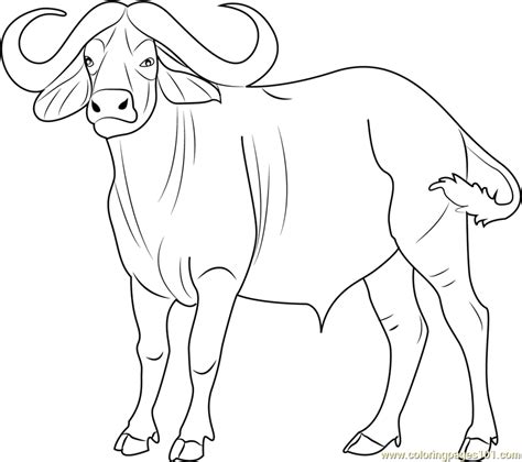 Buffalo Outline Drawing Coloring Pages Clipartmag Sketch Coloring Page