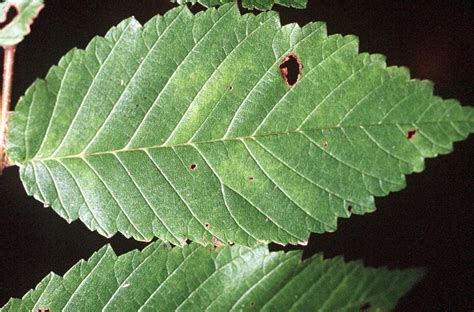 Identifying the leaves of trees native to northwest Iowa - Dickinson County Conservation Board