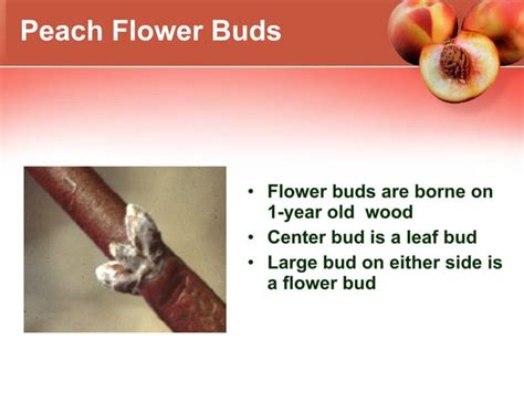 Growing Peaches In Climate Zone 5 Ppt