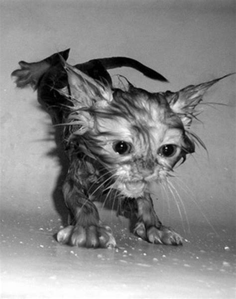 可愛いのか怖いのかよくわからない、水に濡れた「猫」たち 16 Images ポッカキット