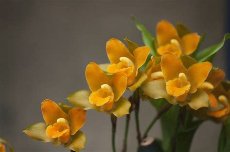 Types Of Orchids To Use As Houseplants In Types Of Orchids