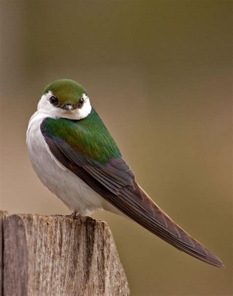 Northwest Birds Green Yahoo Image Search Results Красивые птицы