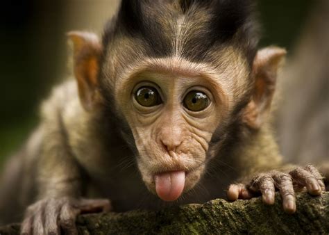 Ugly Monkey Wallpapers Wallpaper Cave
