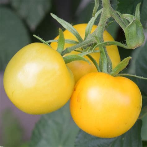 Tomato Yellow Perfection Seeds The Seed Collection