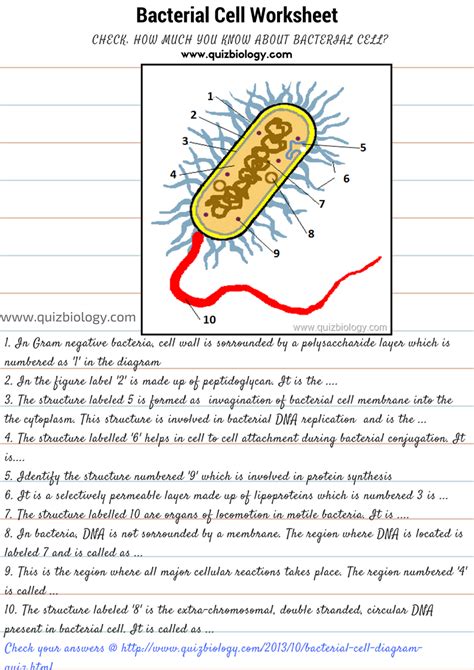 Structure Des Bactéries