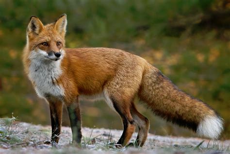 Red Fox Wild Kratts Wiki Fandom