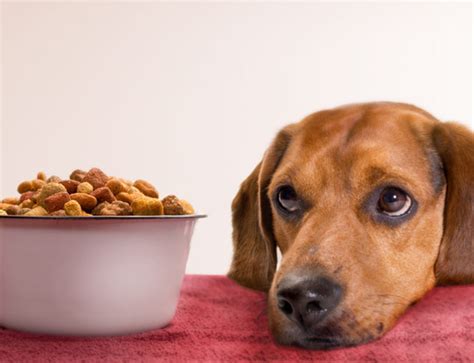 10 Best Low Protein Dog Food For Senior Dogs