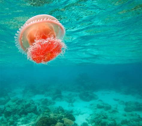 Two Red And Green Flower Painting Nature Sea Jellyfish Underwater