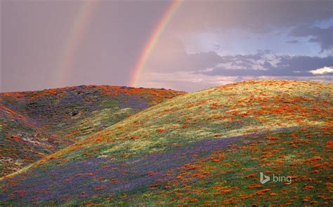 美しい虹の花一組 Bingの壁紙 壁紙のプレビュー