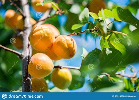 Fresh Ripe Apricots On Tree Branch Close Up Stock Photo Image Of