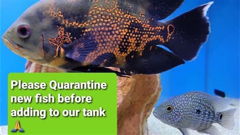 What Is A Quarantine Tank How To Quarantine Fish Quarantine Tank