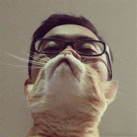 Cat Beards A Photo Meme Where People Place A Cat In Front Of Their